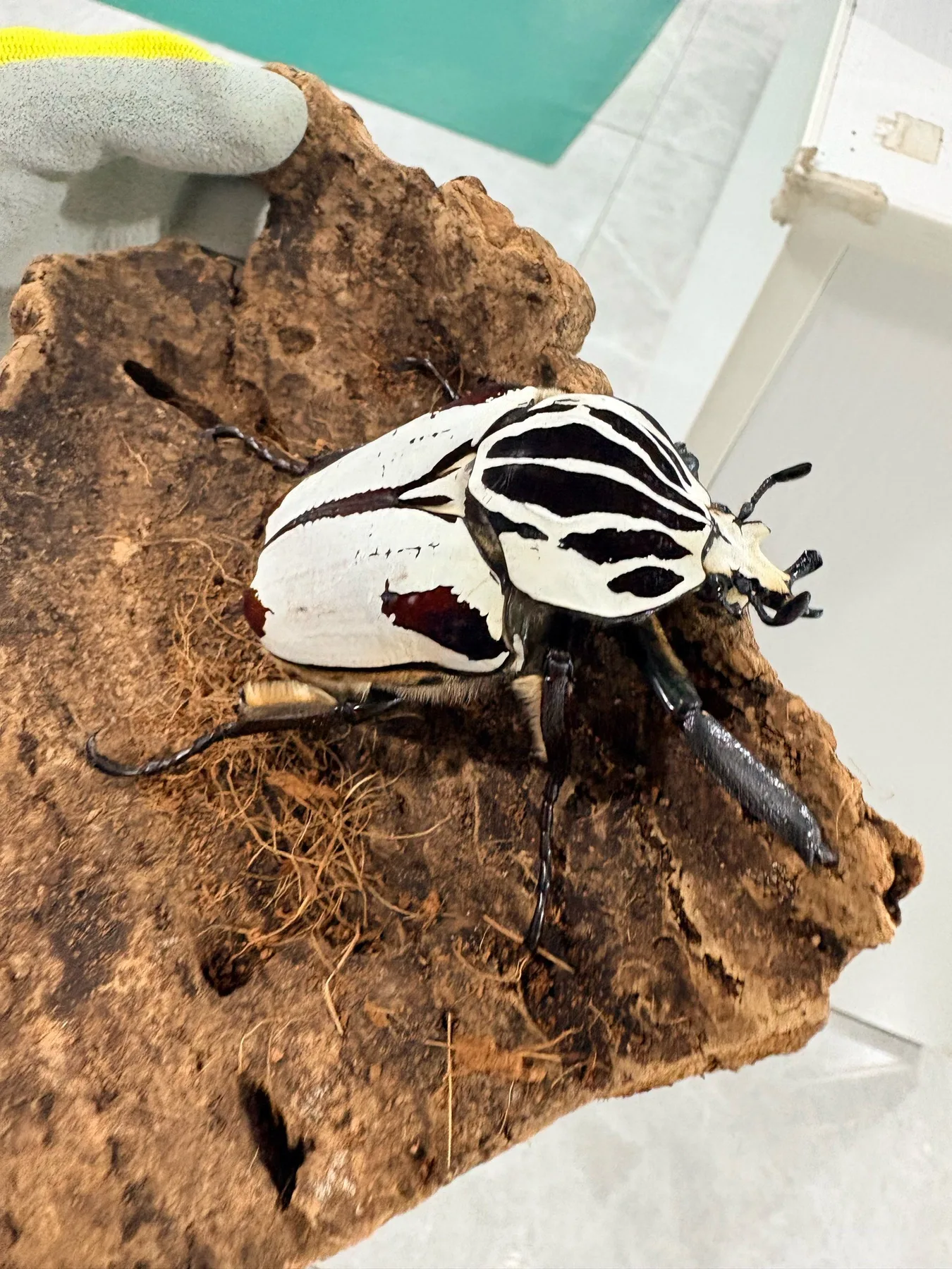 Photo 3 from Shanghai Live Insect Exhibition · Reptile Pet Interactive Center