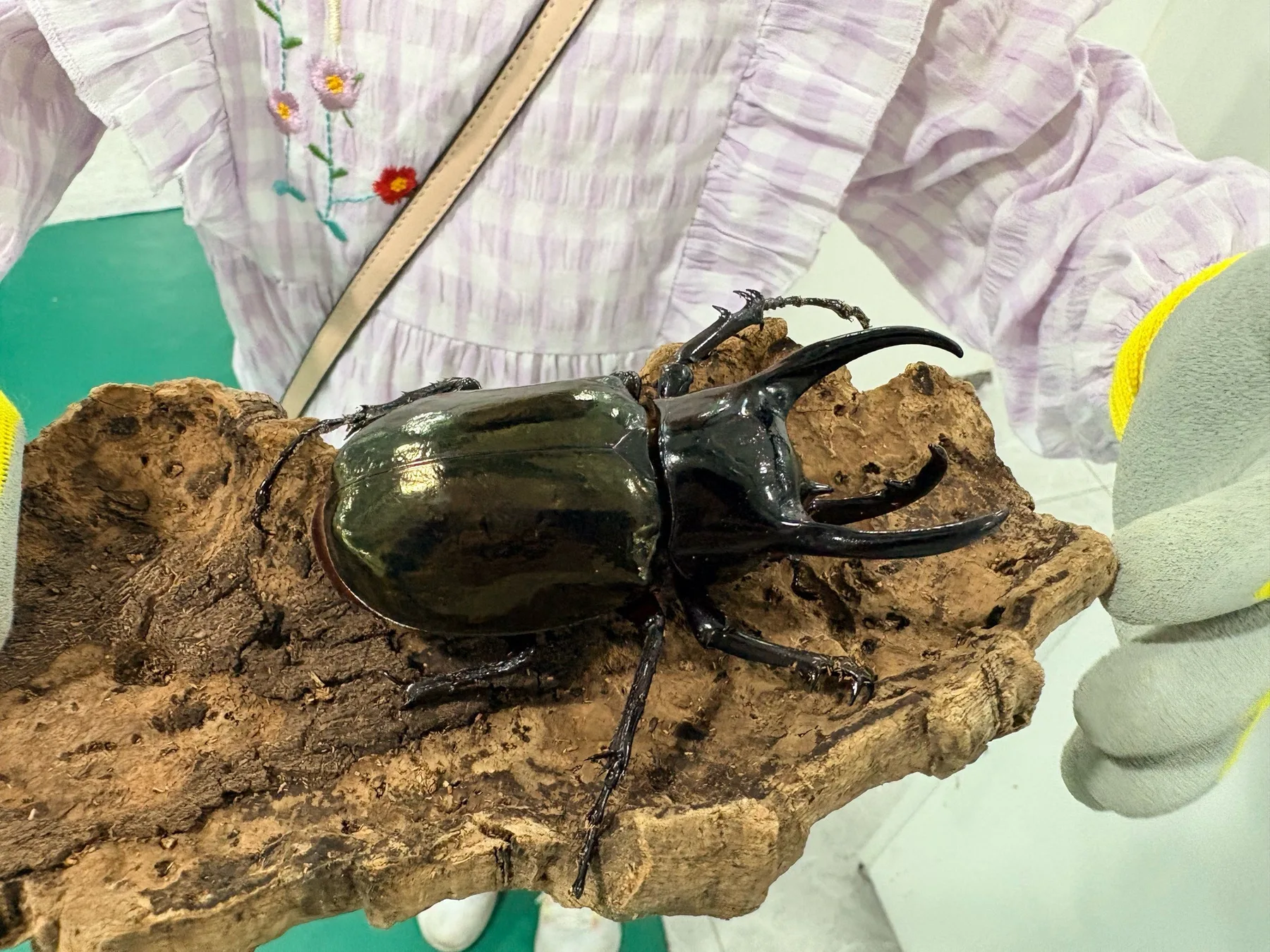 Photo 4 from Shanghai Live Insect Exhibition · Reptile Pet Interactive Center