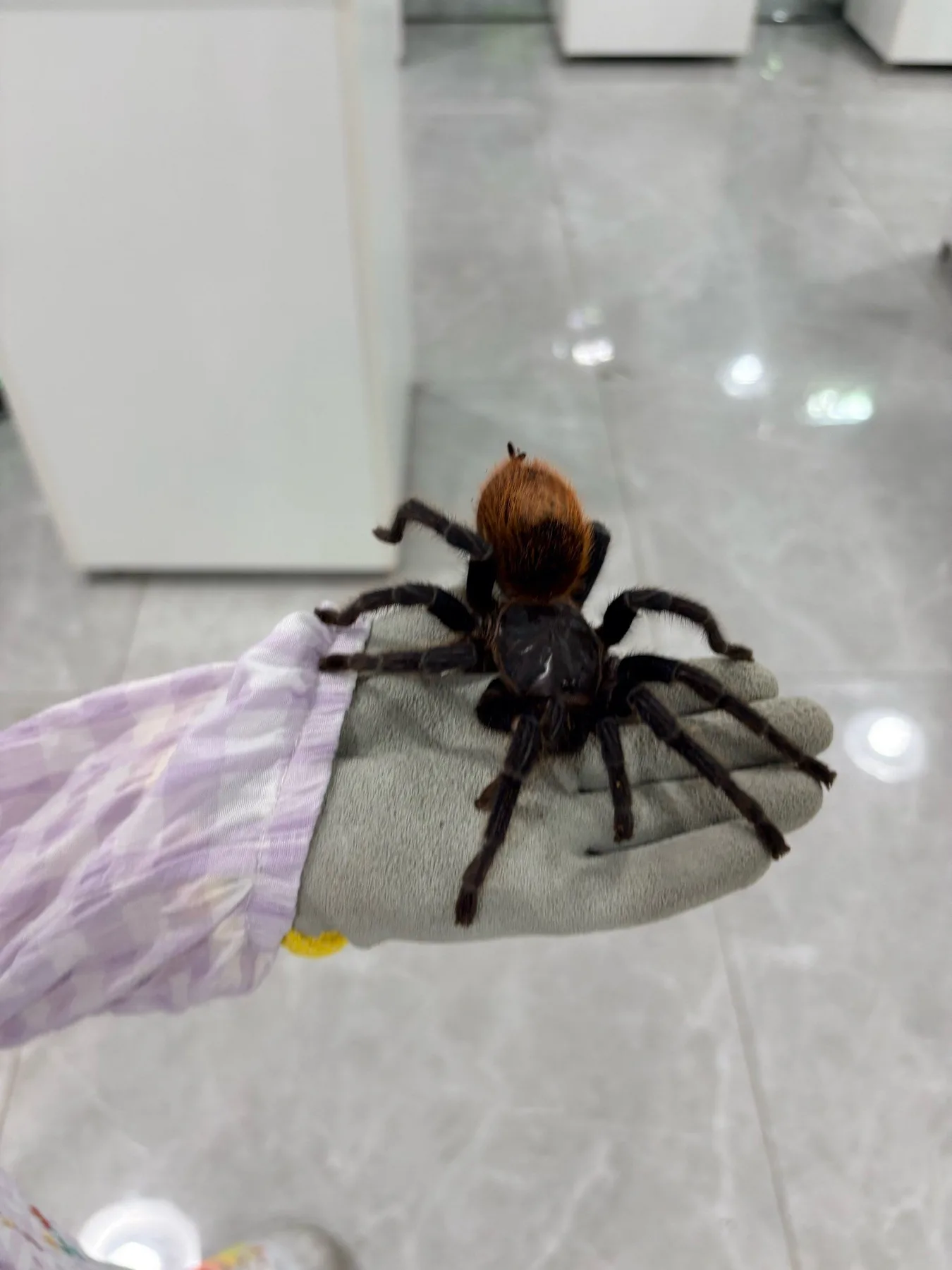 Photo 6 from Shanghai Live Insect Exhibition · Reptile Pet Interactive Center