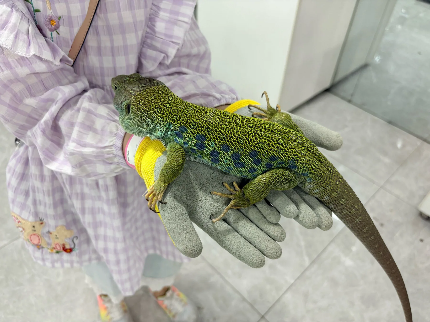 Photo 7 from Shanghai Live Insect Exhibition · Reptile Pet Interactive Center