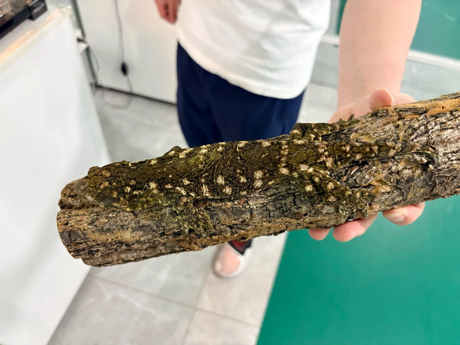 Photo 8 from Shanghai Live Insect Exhibition · Reptile Pet Interactive Center