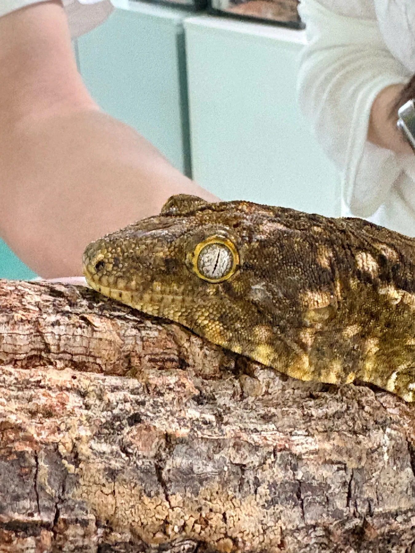 Photo 19 from Shanghai Live Insect Exhibition · Reptile Pet Interactive Center