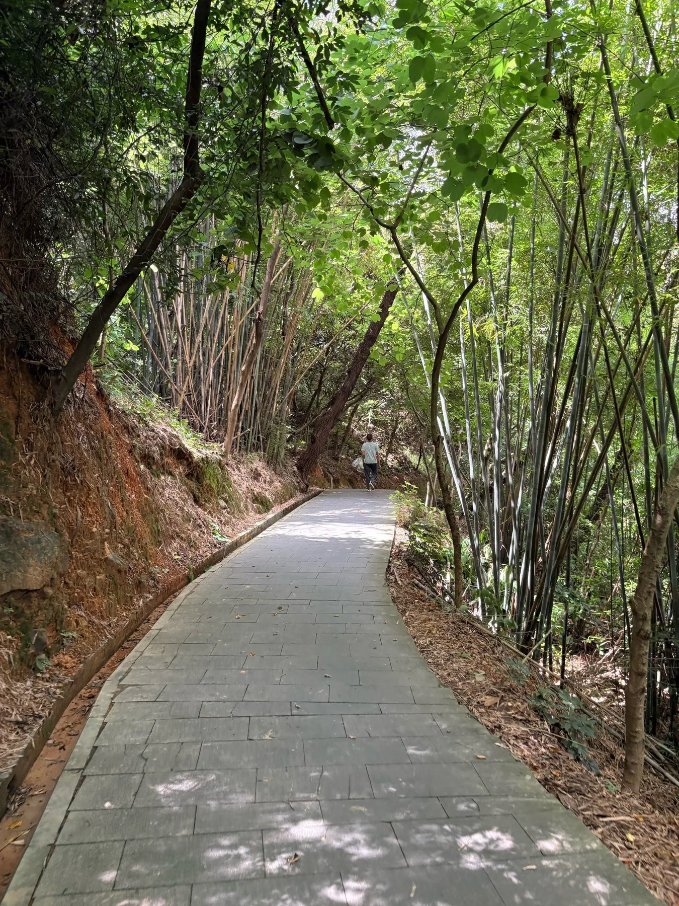 Photo 2 from Lingyang Gorge Ancient Plank Road Forest Park