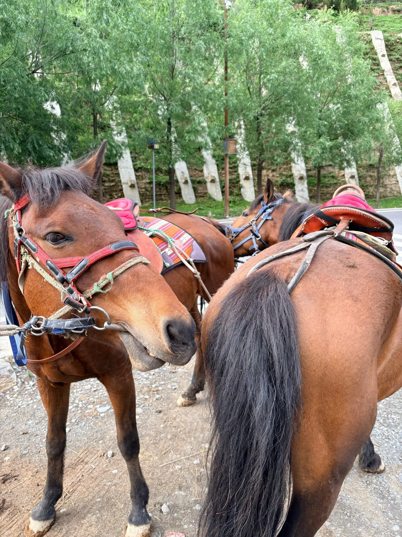 Photo 3 from Songzhou Yun Tea Horse Caravan (Songpan Branch)